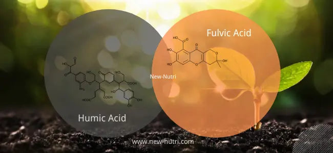 Fulvic Acid and Humic Acid for the Body
